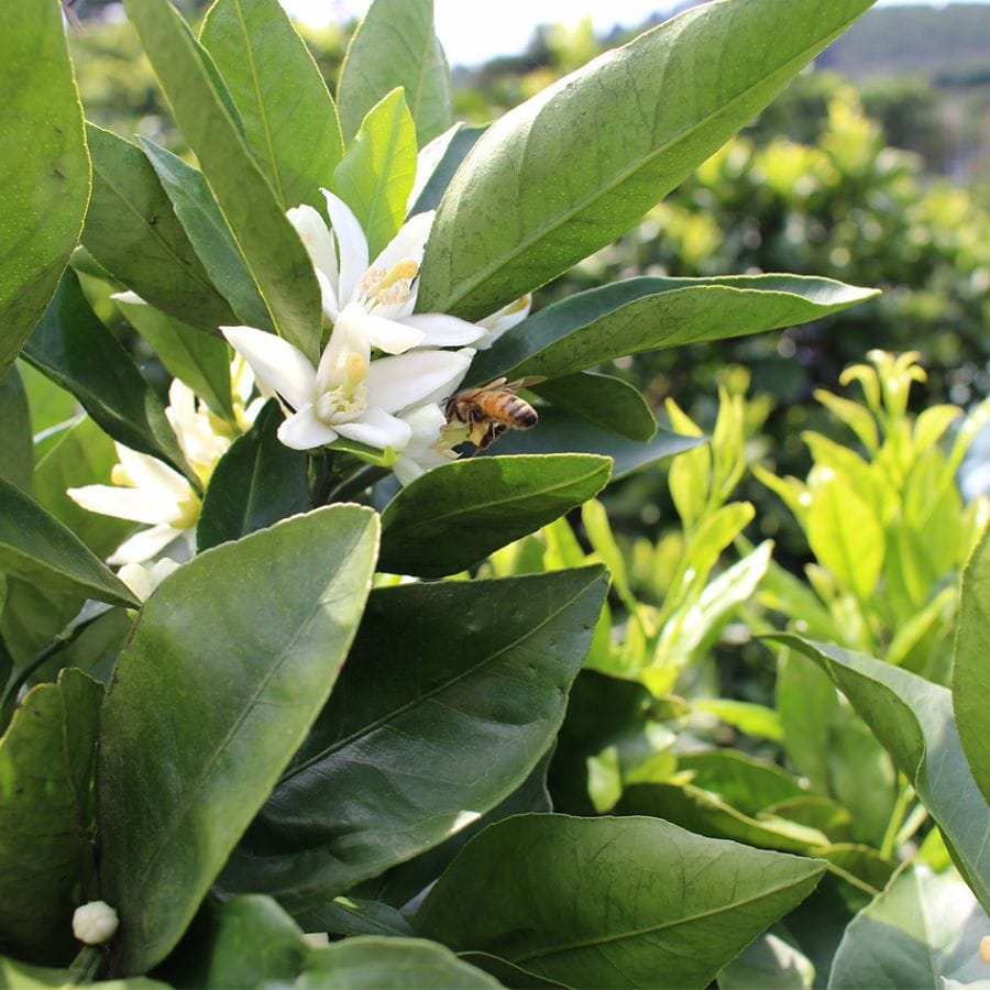 産地直送 通販 お取り寄せ 予約 熊本県産 みかん 極早生みかん 約5kg入 jaタウン 産地直送 通販 お取り寄せ 予約 熊本県産 みかん 極早生みかん 約5kg入 jaタウン