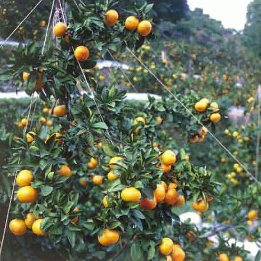 産地直送 通販 お取り寄せ 予約 熊本県産 みかん 極早生みかん 約5kg入 ｊａタウン
