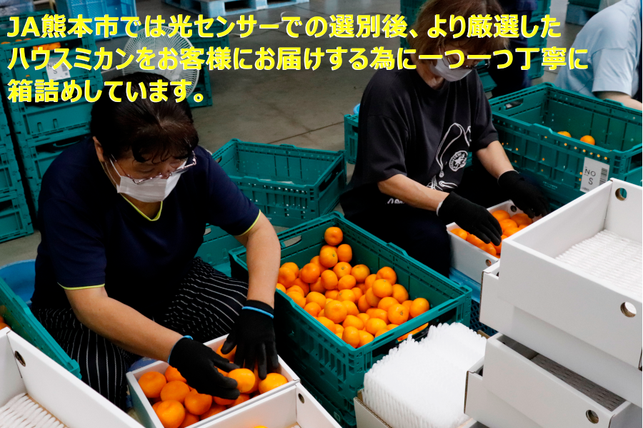 夢未来ハウスみかん【夏期限定の天然スイーツ！】: JA熊本市オンライン