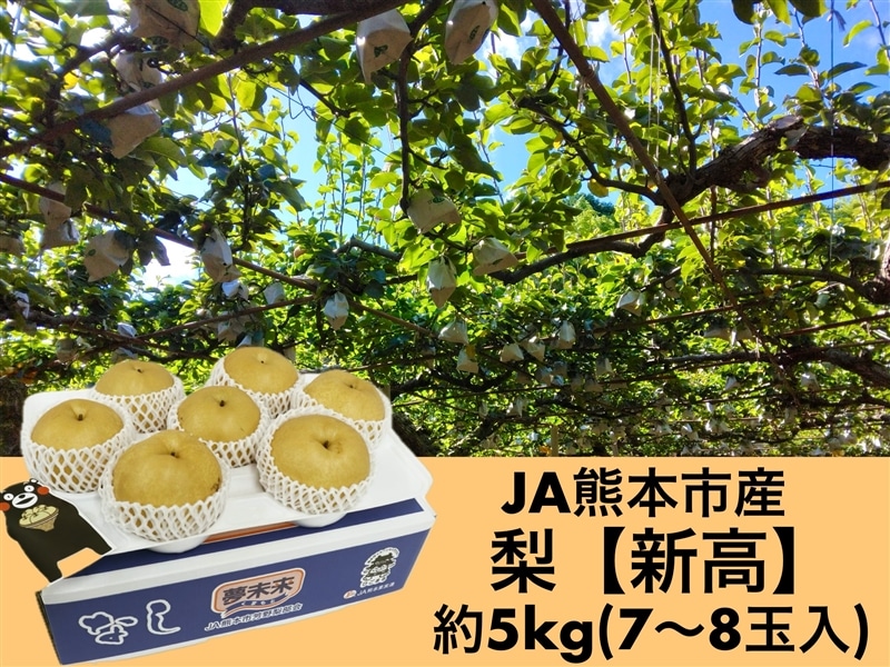 新高梨・5kg（7～8玉入）【秋のJAタウン祭り】※9/23以降順次発送: JA
