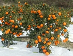 みかんジュース 190g×30本×2ケース: まるっと完食おおいた～美味しい