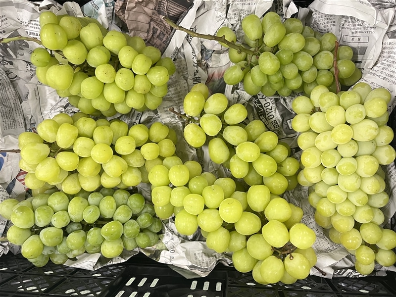 ≪ご家庭用≫シャインマスカット約1.5kg 大分くにさき安部農園: まるっ