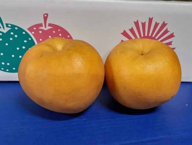 産地直送 通販 お取り寄せ大分県日出町産 愛宕梨５ｋｇ Ja全農おおいた ｊａタウン