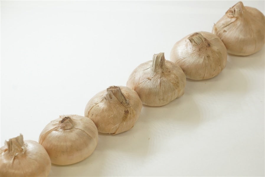 産地直送 通販 お取り寄せr4年度 大分県竹田産サフラン球根 大以上 30玉入り Ja全農おおいた ｊａタウン