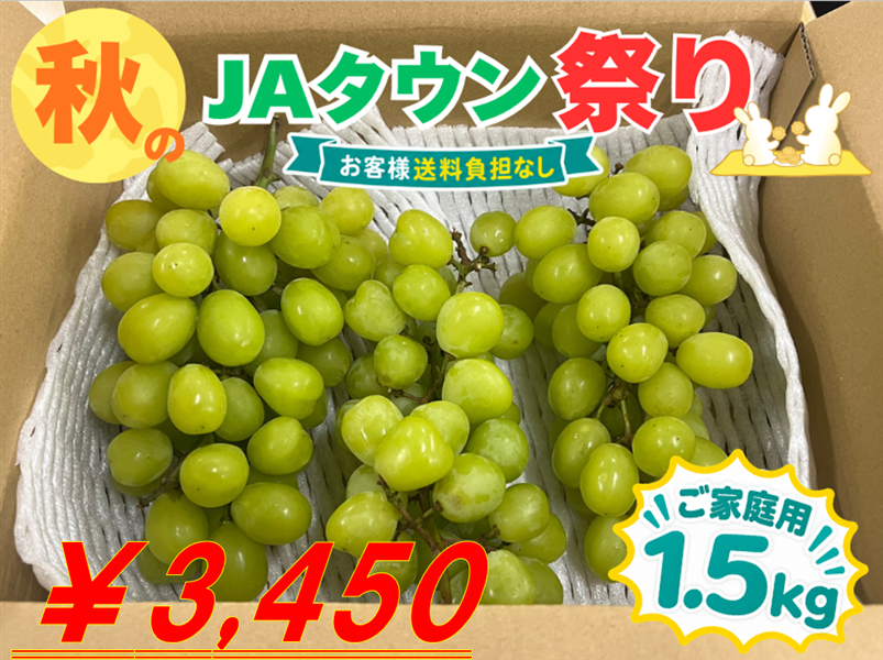 秋のJAタウン祭り】≪ご家庭用≫シャインマスカット約1.5kg 大分くに