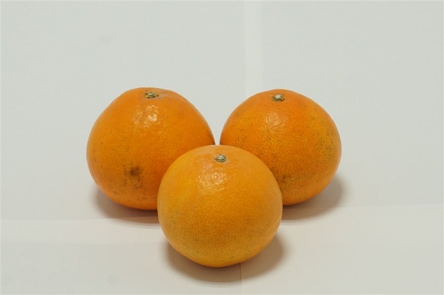 国内正規品 みかん ハウスみかん4kg-家庭用