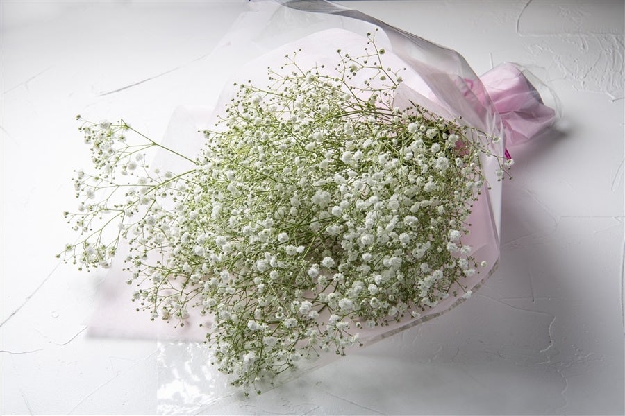 産地直送 通販 お取り寄せ101番 かすみ草 白 3月12日発送 多美多味キャンペーン Ja全農おおいた ｊａタウン