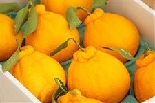  �啪���Y�����|���f�R�|�� ���I ��Rkg �y�z�����w��E�̂��Ή��s�z