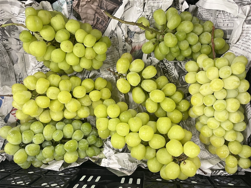 秋のJAタウン祭り】≪ご家庭用≫シャインマスカット約1.5kg 大分くに