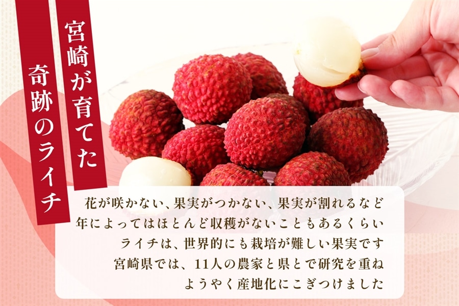宮崎県産 生ライチ（9～12玉）×2箱: JAみやざき Tege Mahalo|【JA