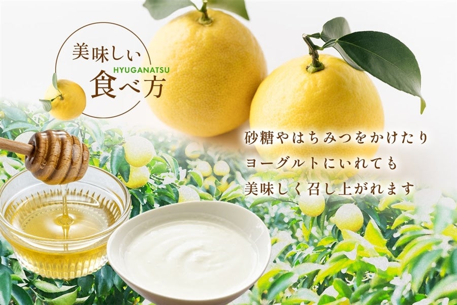 【クール便】宮崎県産 日向夏 小説「薬屋のひとりごと」コラボパッケージ