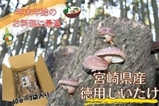 yNNn̂Ɂz{茧Yp60g×3