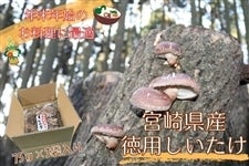 yNNn̂Ɂz{茧Yp75g×3