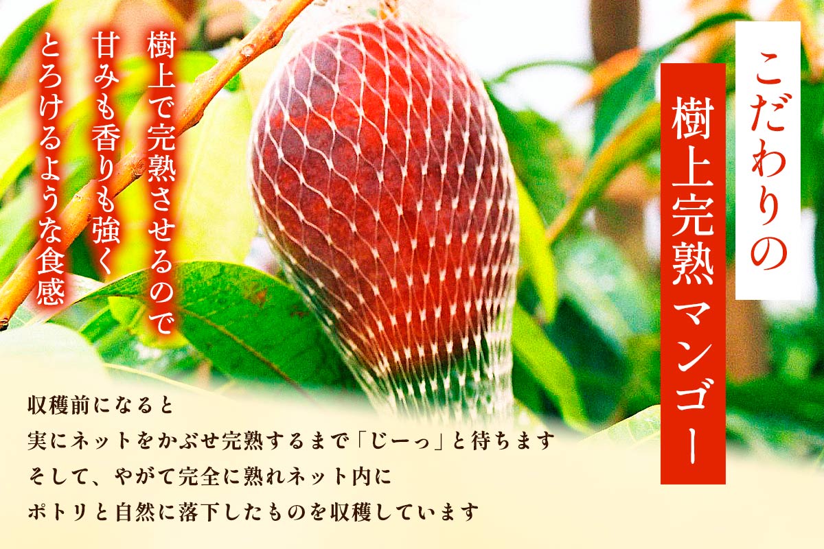 みやざき完熟マンゴー 太陽のタマゴ 3L×2玉 化粧箱入