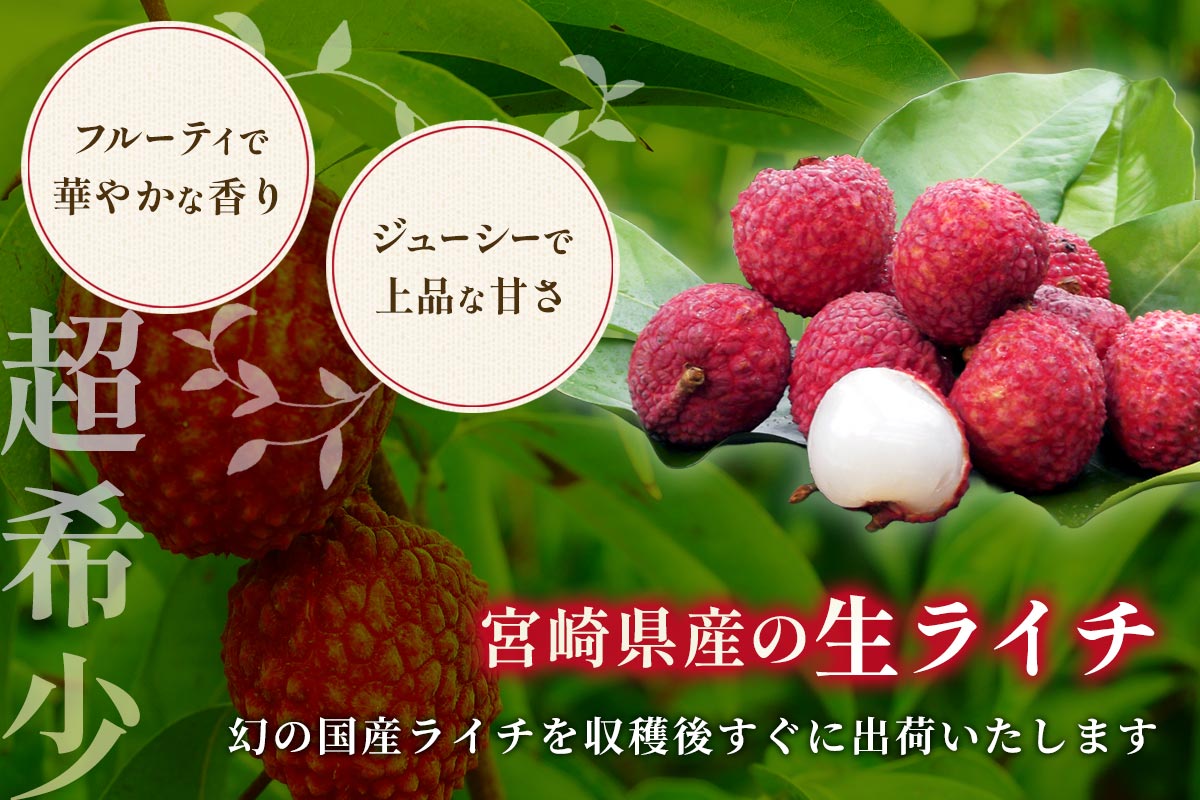 宮崎県産 生ライチ (9〜15玉)