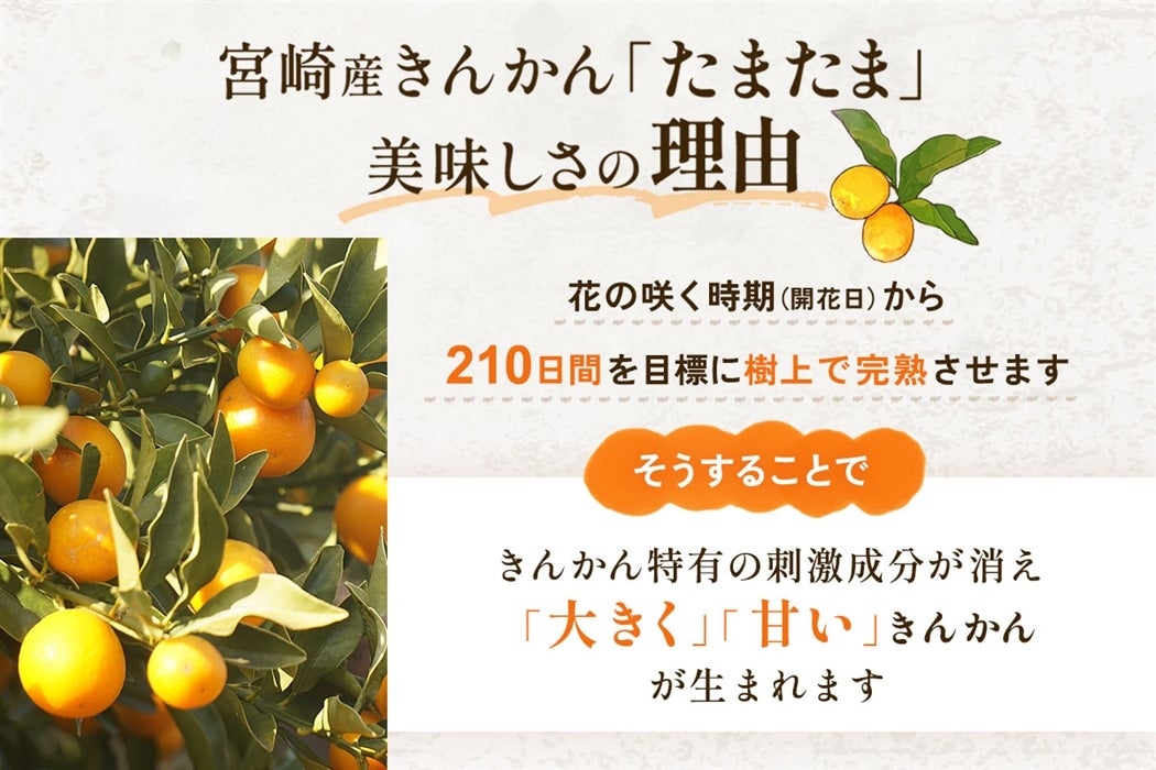 �{��Y���n���񂩂� ���܂��� 1kg��