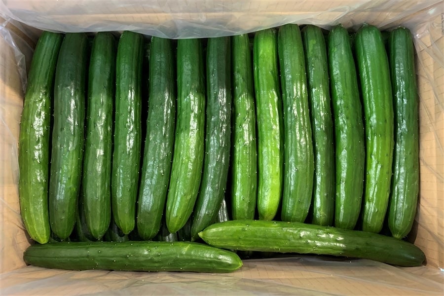 宮崎県産きゅうり(5kg)野菜 やさい 旬 新鮮 サラダ キュウリ