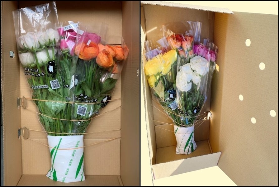 ラナンキュラス 3色ミックス