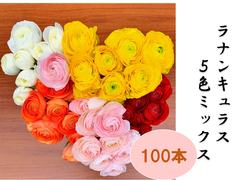 産地直送 通販 お取り寄せラナンキュラス 5色ミックス 徳用 100本 Ja高千穂 ｊａタウン