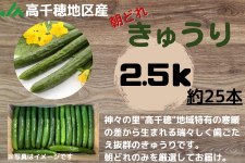 楽天市場】キュウリ 北進 野菜苗 12ポットセット 3号ポット