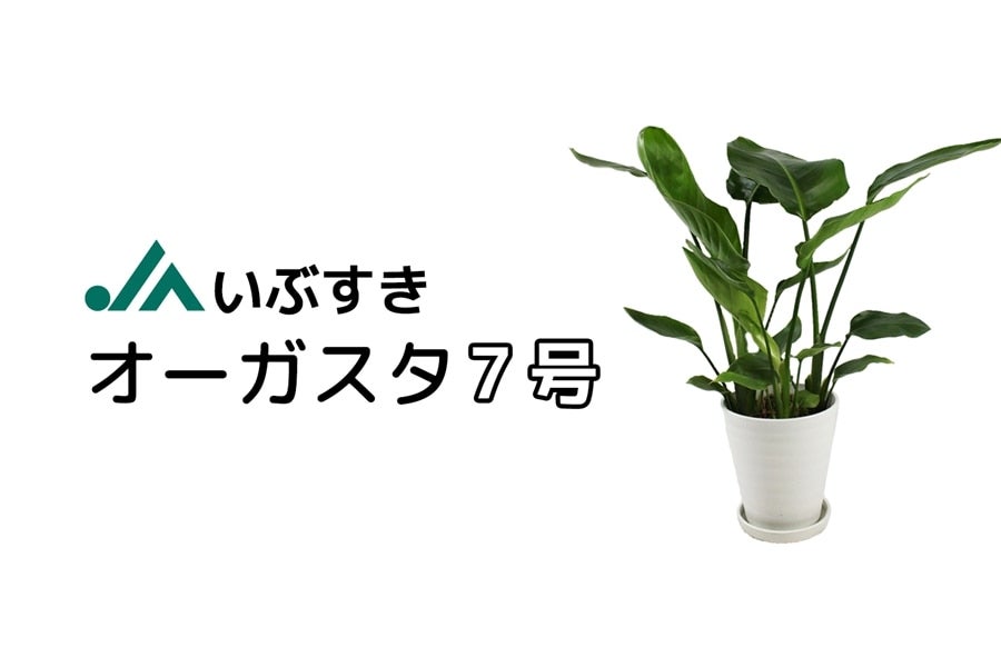 産地直送 通販 お取り寄せjaいぶすき オーガスタ 7号 クミショクファーム ｊａタウン