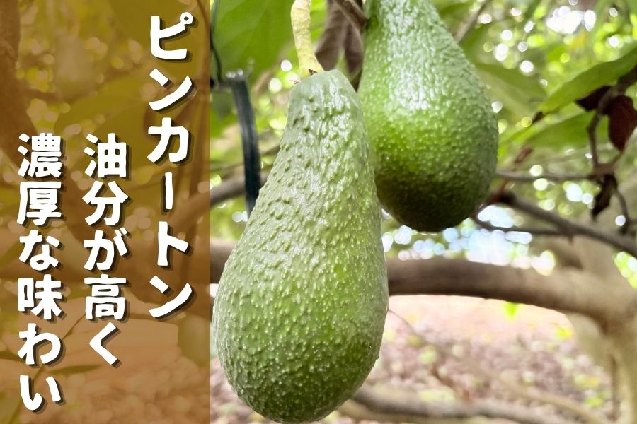 果物 atk JAさつま日置／アボカド（約1kg）: JA鹿児島県経済連 鹿児島の味