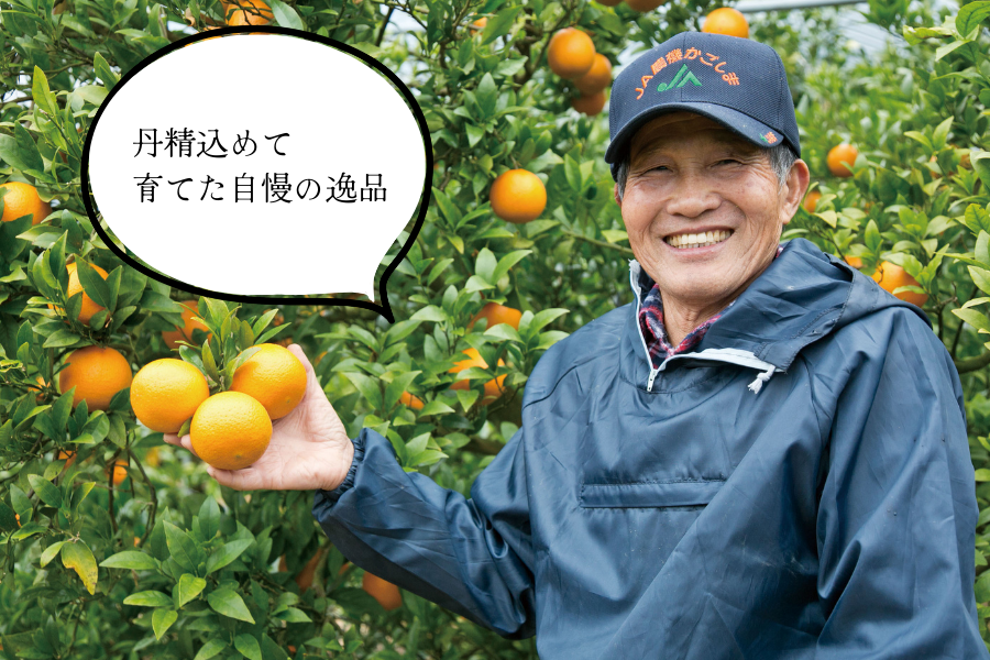 JA種子屋久 屋久島たんかん3kg: JA鹿児島県経済連 鹿児島の味