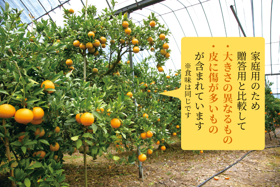 【早割5%OFF】鹿児島県産たんかん10kg(家庭用)