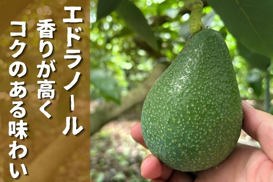 果物 atk JAさつま日置／アボカド（約1kg）: JA鹿児島県経済連 鹿児島の味
