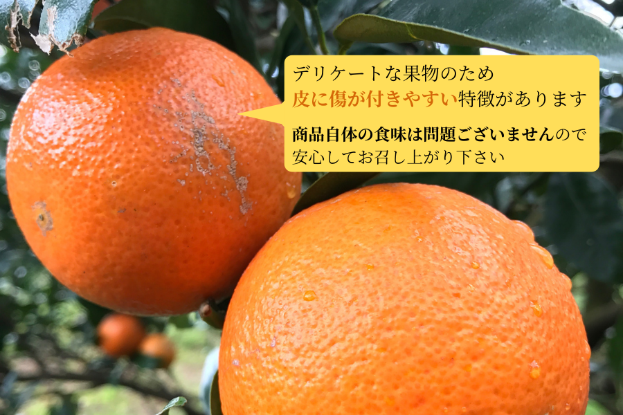 JA種子屋久 屋久島たんかん3kg: JA鹿児島県経済連 鹿児島の味