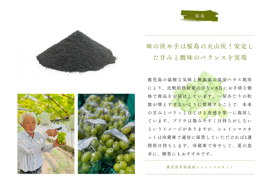 鹿児島県桜島産シャインマスカット1房(500g以上)【100ケース限定 鹿児島県桜島産シャインマスカット1房(500g以上)【100ケース限定