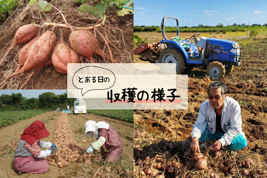 【絶品】種子島産  安納芋L 5kg(箱別)