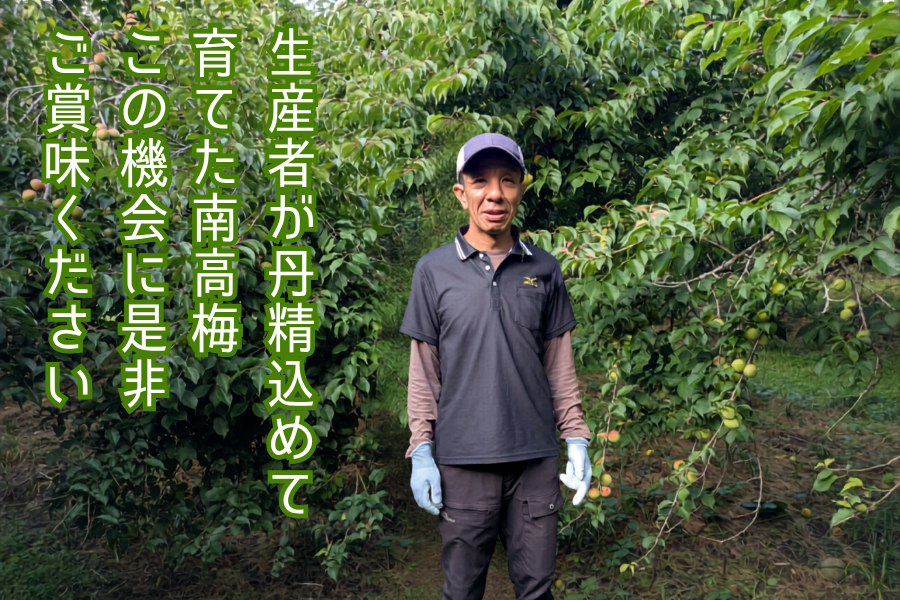 南高梅1kg入り】おいどん市場与次郎館 旬の野菜・果物詰合せ(L): JA