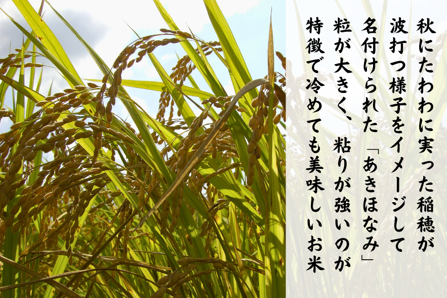 あきほなみ「吟地米」6kg／鹿児島県産オリジナル品種【令和7年度産