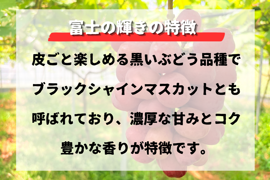 眞鍋果樹園の「希少品種ぶどう2種詰合せ」約800g（2房）: JA鹿児島