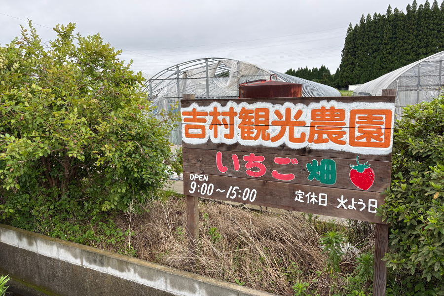 ぶどう希少品種2種詰め合わせセット: JA鹿児島県経済連 鹿児島の味