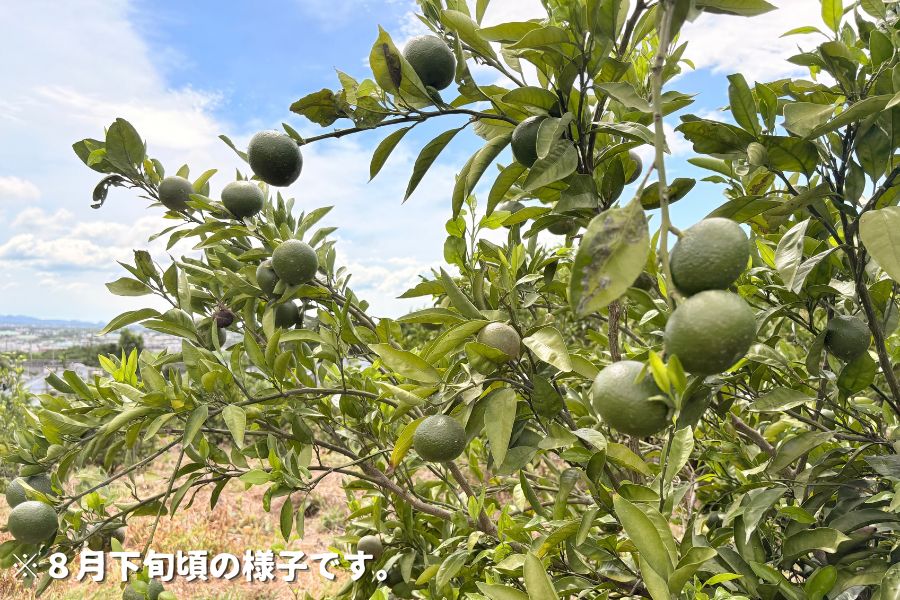 眞鍋農園の極早生みかん3kg: JA鹿児島県経済連 鹿児島の味
