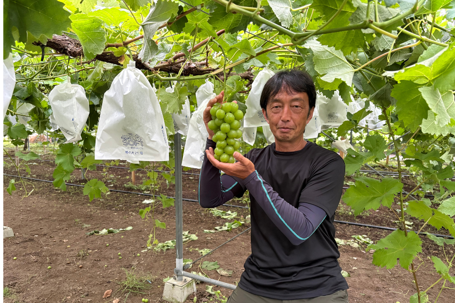 希少品種「マスカサーティーン」約700g（1房）: JA鹿児島県経済連