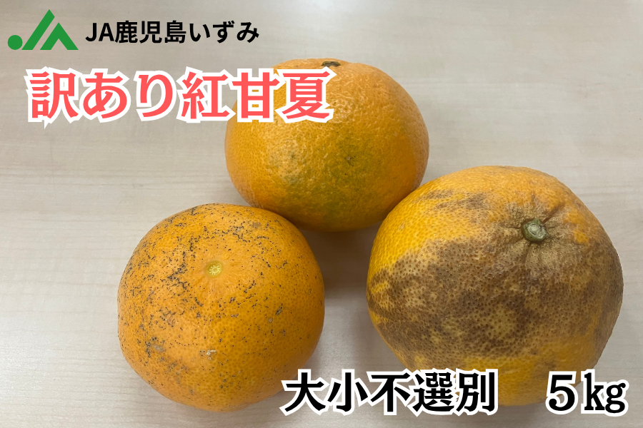 JA鹿児島いずみ/訳あり紅甘夏 5kg