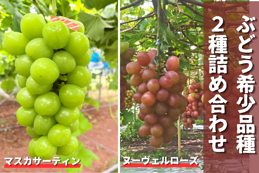 翔悟様向け商品詰め合わせ ぶどう希少品種2種詰め合わせセット: JA鹿児島県経済連 鹿児島の味