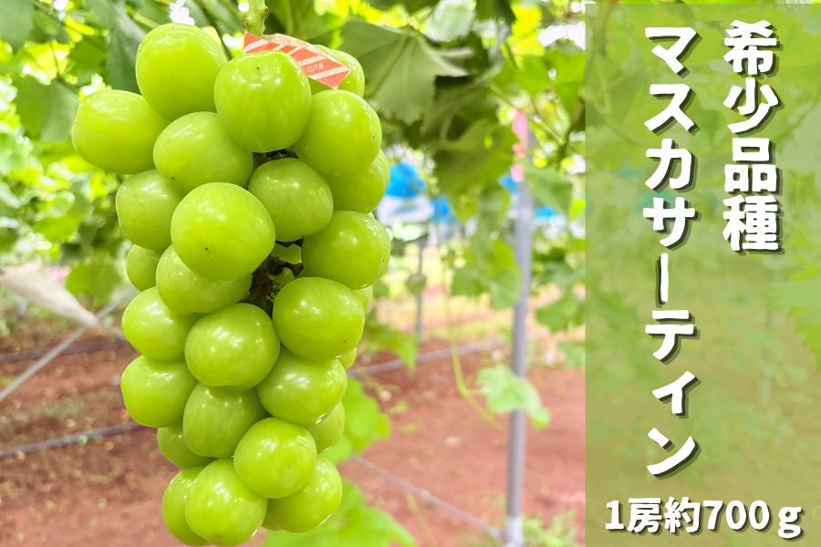 希少品種「マスカサーティーン」約700g（1房）: JA鹿児島県経済連