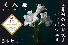 �甪�P�i������Ђ߁j5�{�y���E���̔��d�炫�e�b�|�E�����z