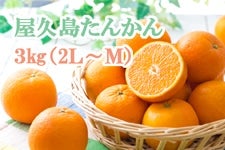 JA種子屋久 屋久島たんかん3kg「ふるさと便」