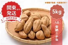 関東より発送】種子島産安納芋(こがね)5kg（2L～M）: JA鹿児島県