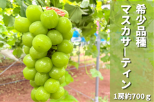 希少品種「マスカサーティーン」約700g（1房）: JA鹿児島県経済連