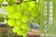 ����ʎ����́u�}�X�J�T�[�e�B�[���v��800���i2�[�j