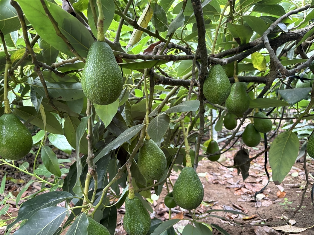 JAさつま日置／アボカド（約1kg）: JA鹿児島県経済連 鹿児島の味