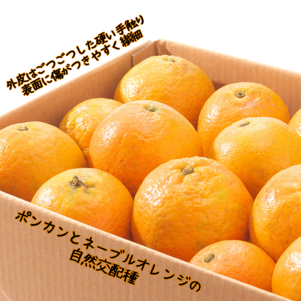 JA種子屋久 屋久島たんかん3kg(家庭用): JA鹿児島県経済連