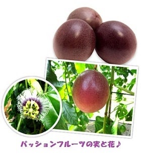 （秀品）【6月16日木発送】沖縄県産パッションフルーツ 1kg 9〜12個詰