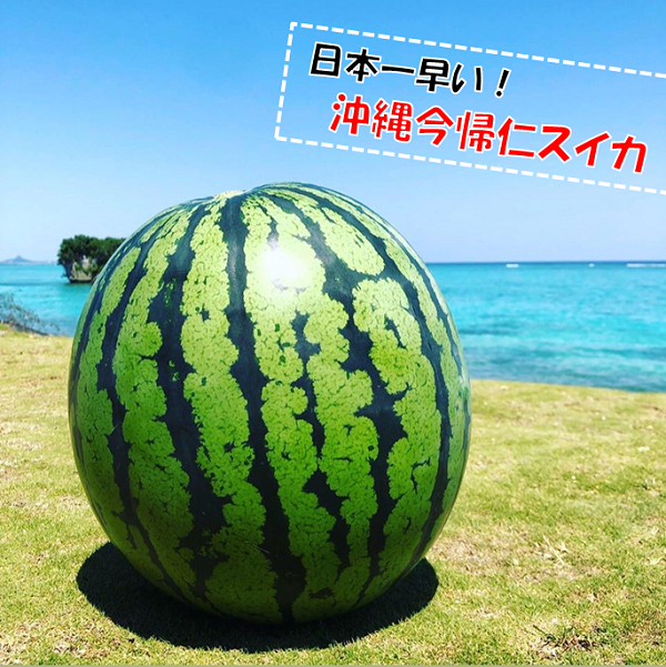 産地直送 通販 お取り寄せ今帰仁スイカ 2玉入り おきなわ ちゅら島 jaタウン 産地直送 通販 お取り寄せ今帰仁スイカ 2玉入り おきなわ ちゅら島 jaタウン